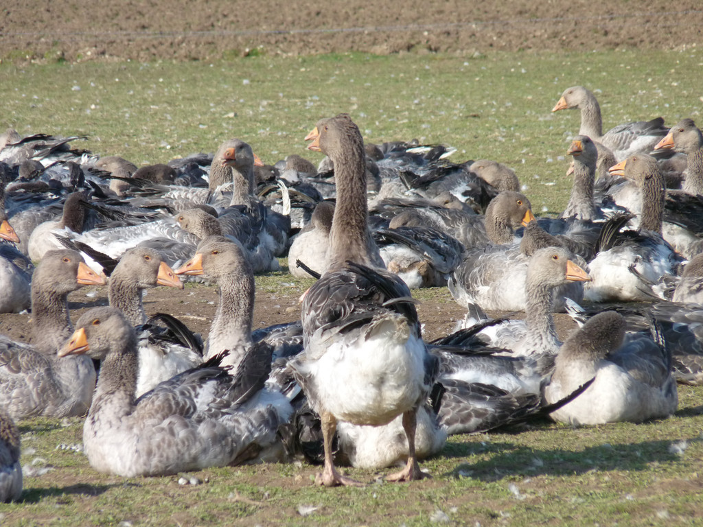 Les oies de la ferme Andrévias