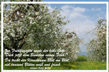 Zur Frühlingszeit sagte der liebe Gott: "Deck jetzt dem Bienchen seinen Tisch!" Da treibt der Kirschbaum Blüt um Blüt, viel tausen Blüten weiß und frisch.