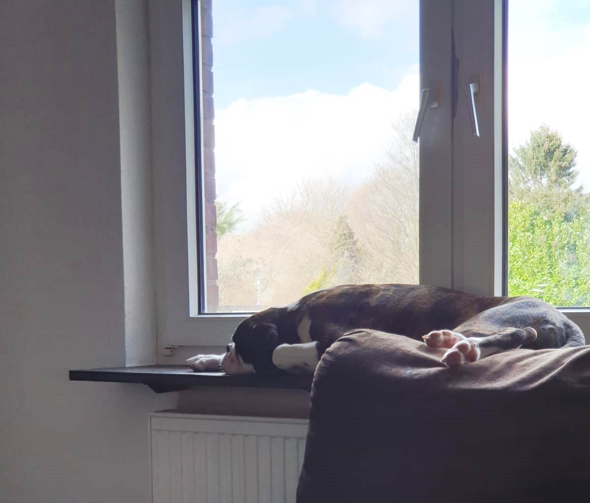 der beste Platz: auf der Fensterbank über der Heizung