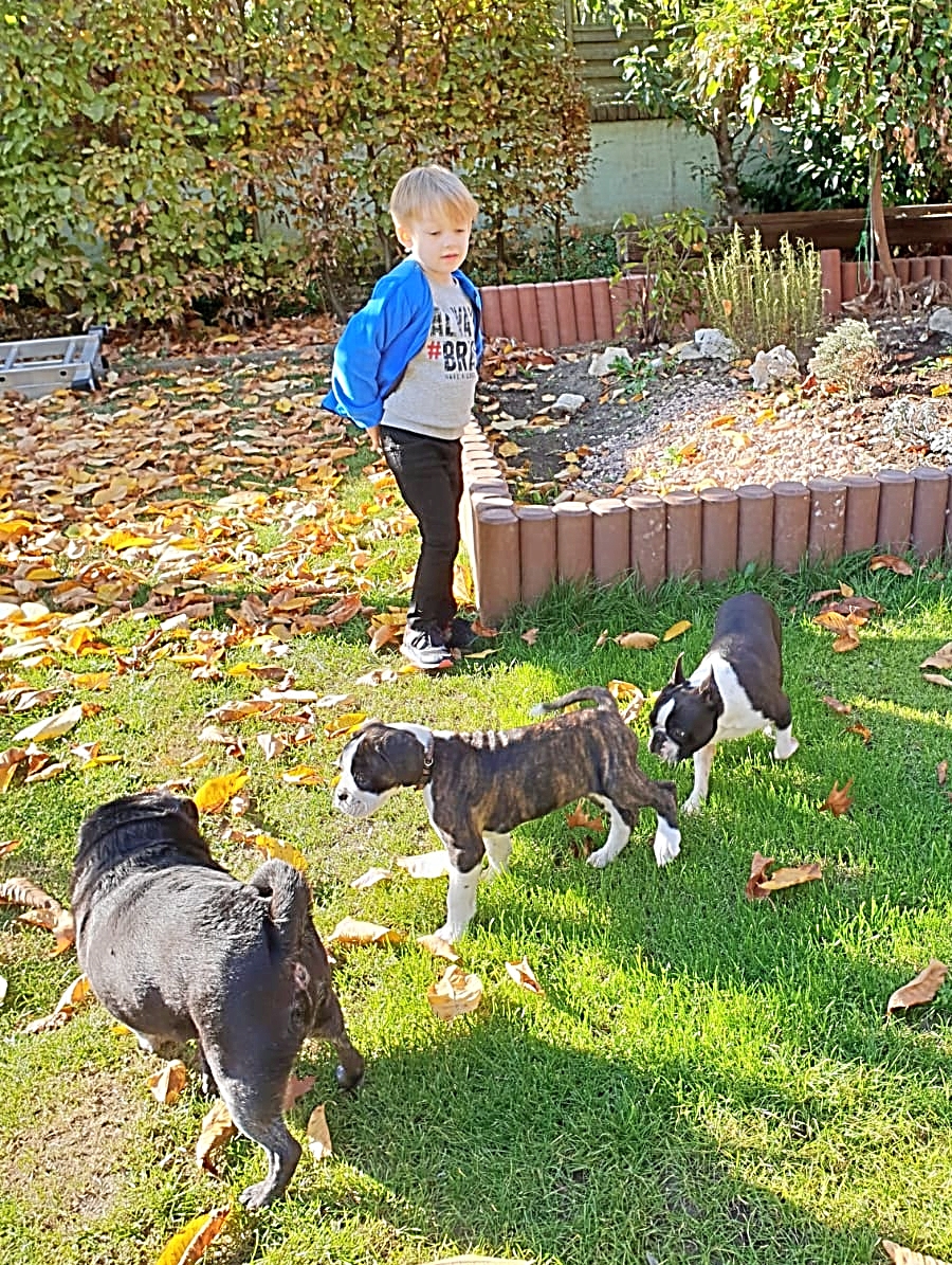 Bruno mit seinen neuen Spielkumpels: Mops Muffin und Boston Cooper