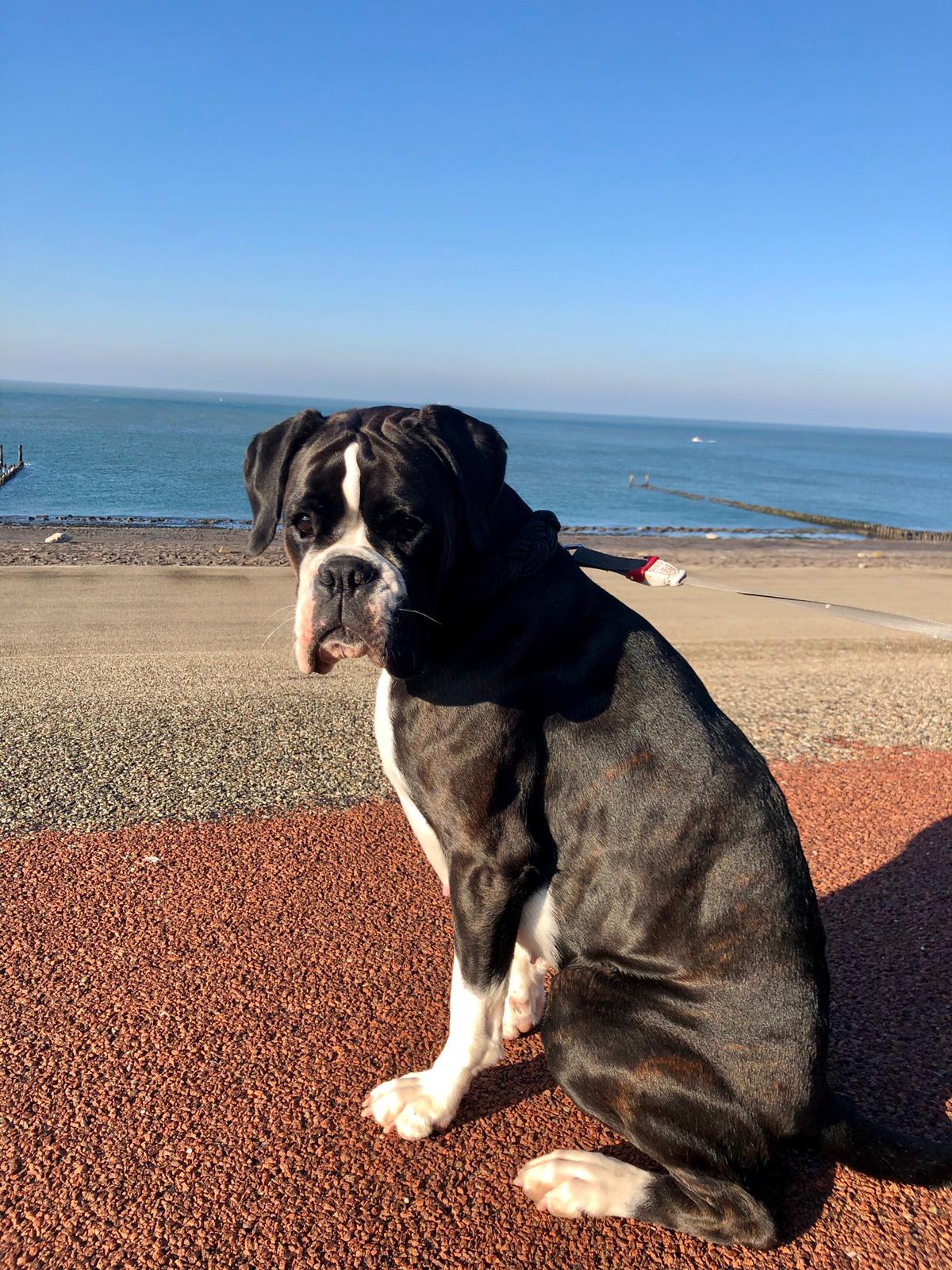 Urlaubsgrüße aus Holland 