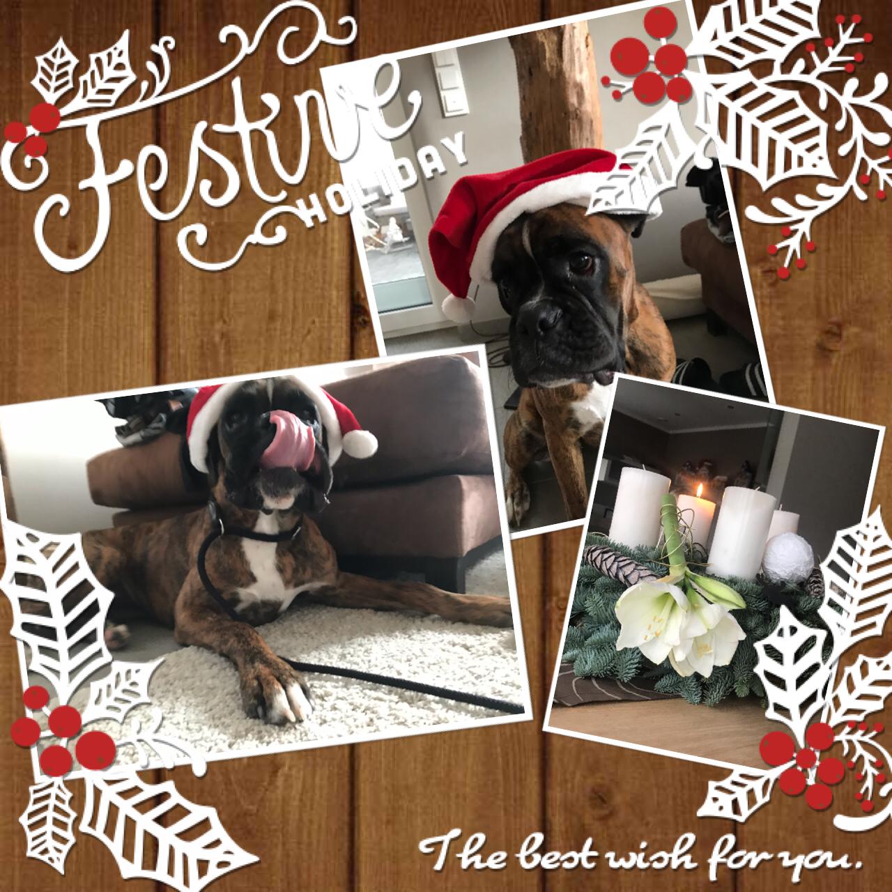 Cleo wünscht eine schöne Adventszeit