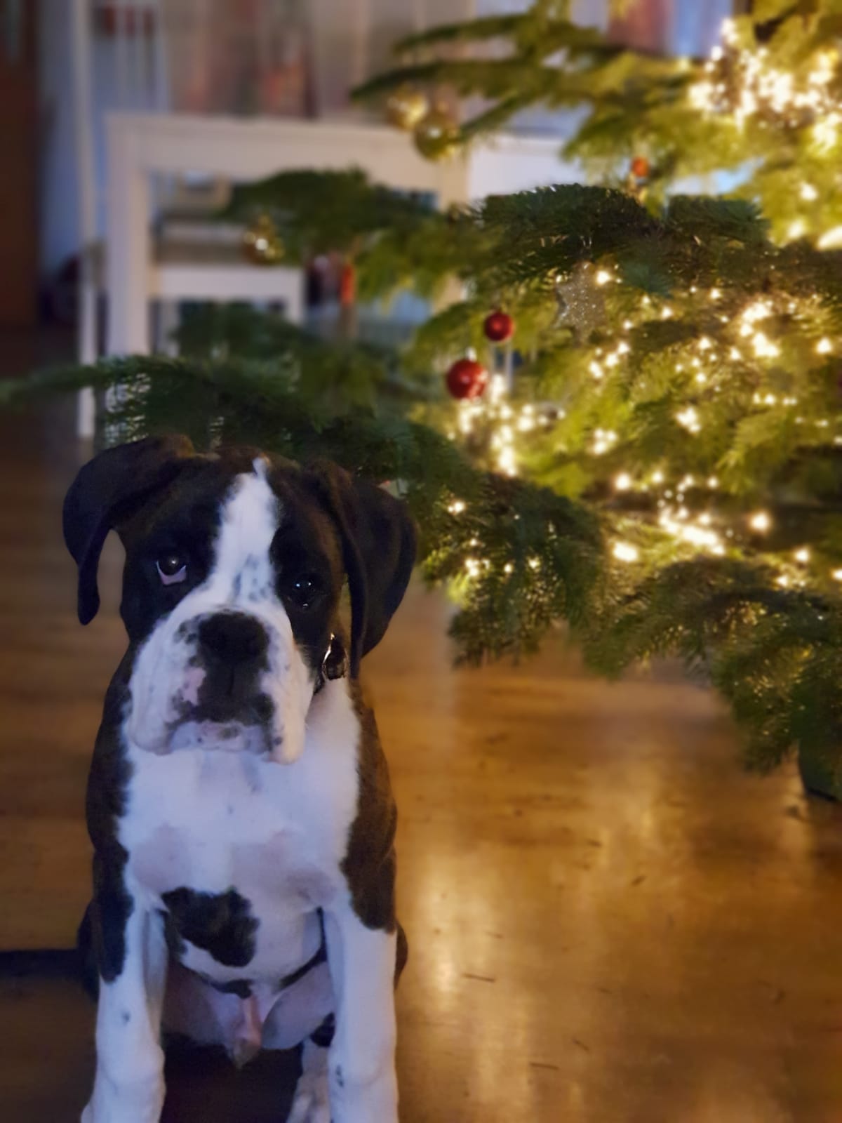Merry Christmas !