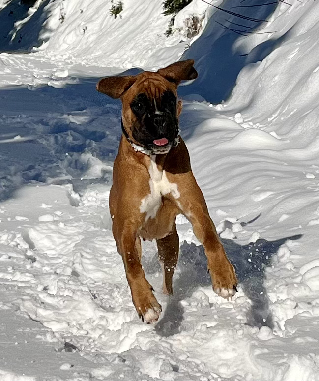 Boxer Welpen 