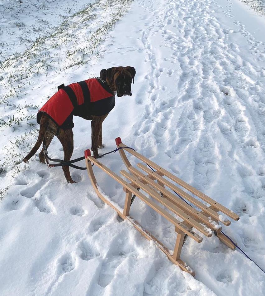 Schlitten-Hund
