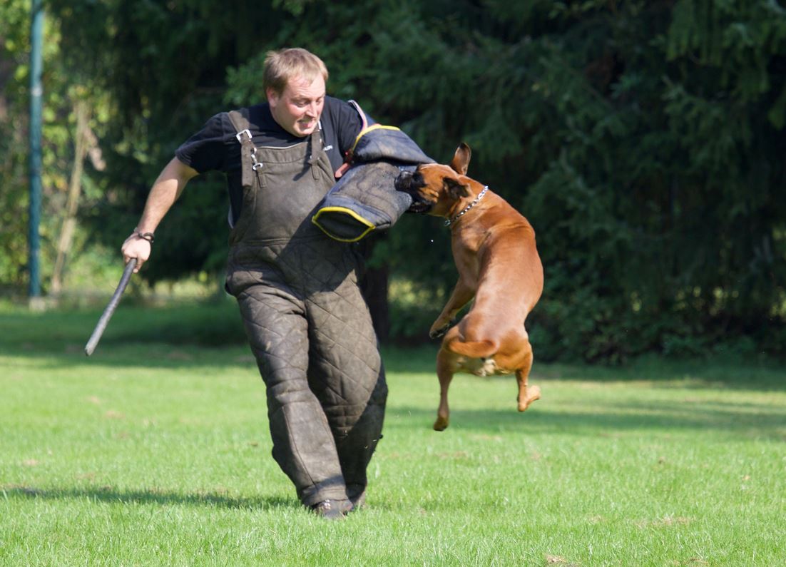 Schutzdienst-Training