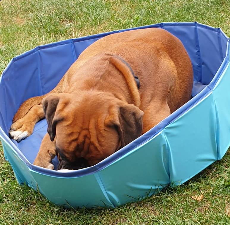 Freischwimmer ohne Wasser