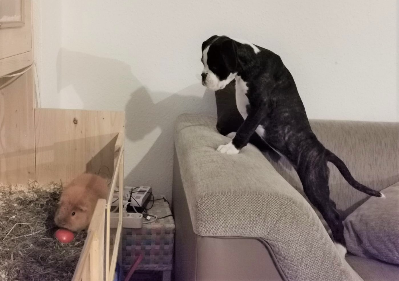 Hunde- Kino