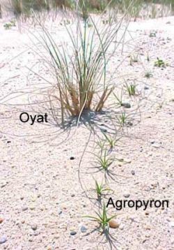 Oyat & Agropyron