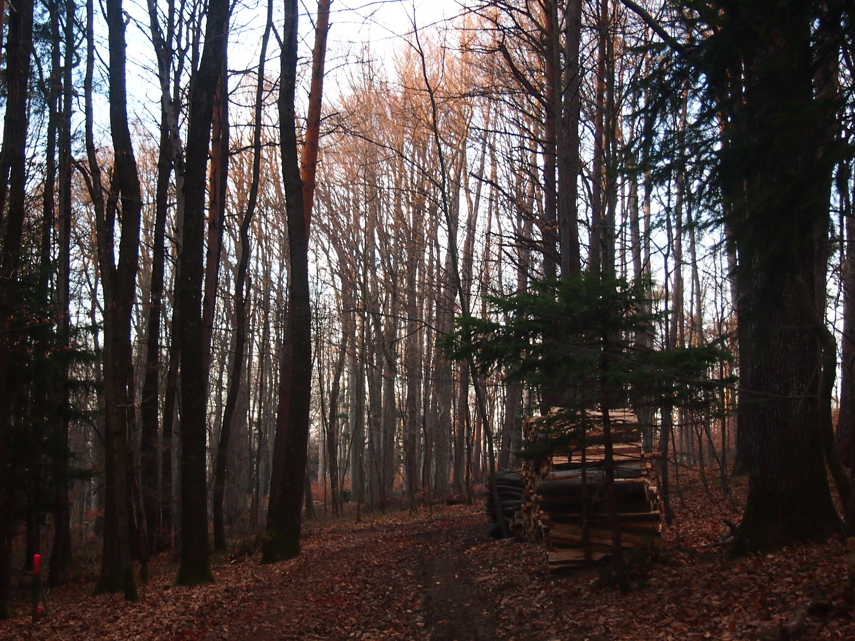 Unser Wald am Hegerberg