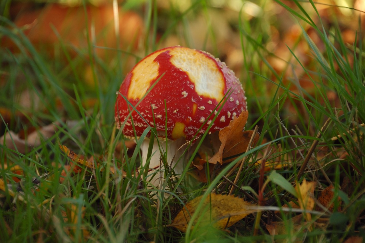 Fraßschäden am jungen Pilz