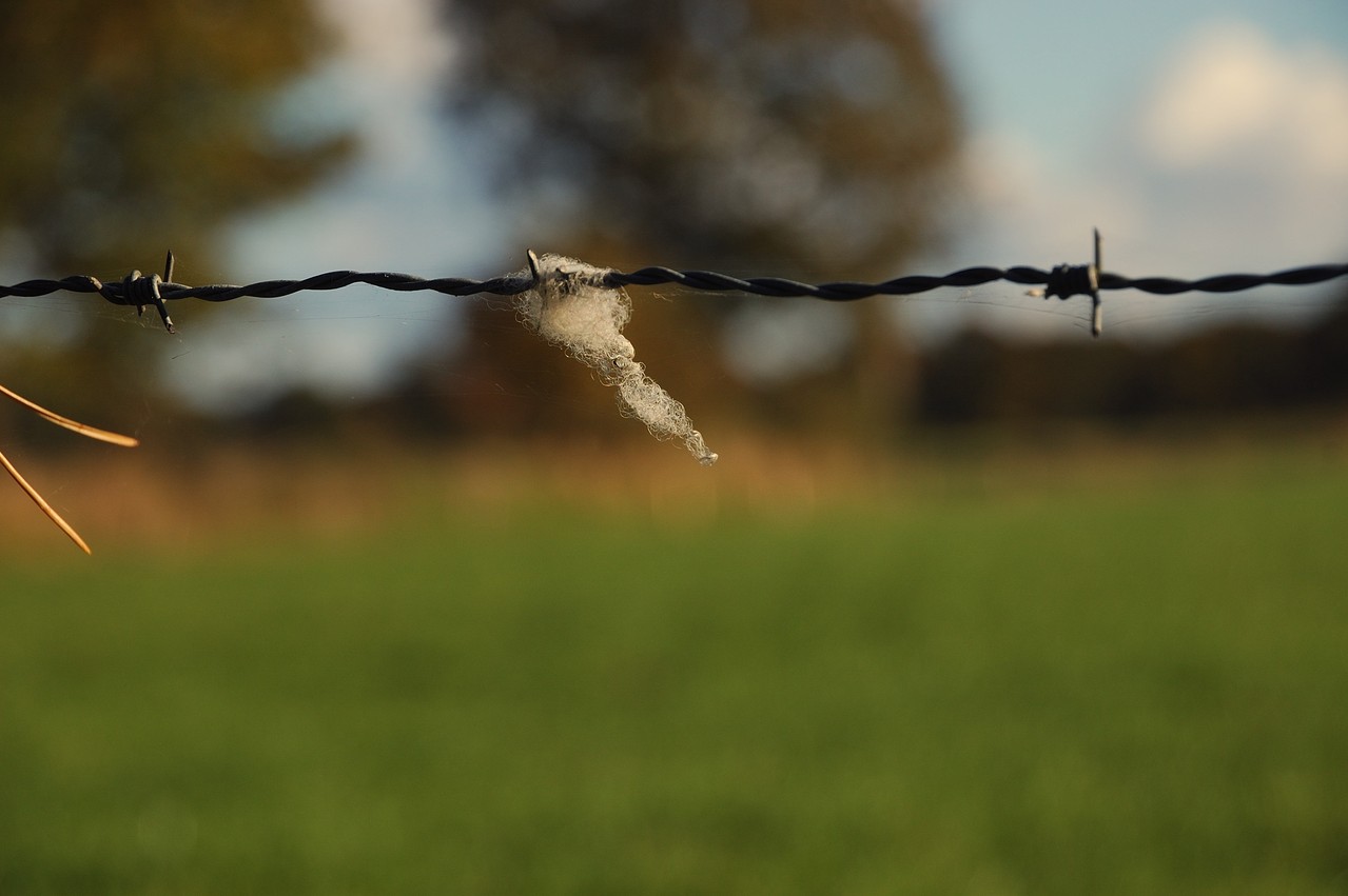 Schafwolle im Stacheldraht - 