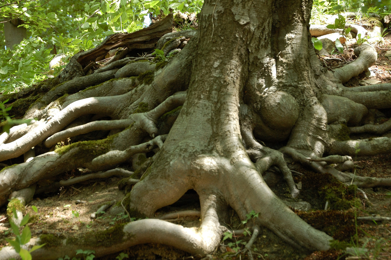 Die Natur erobert sich die Burgmauern.