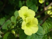 Blüte