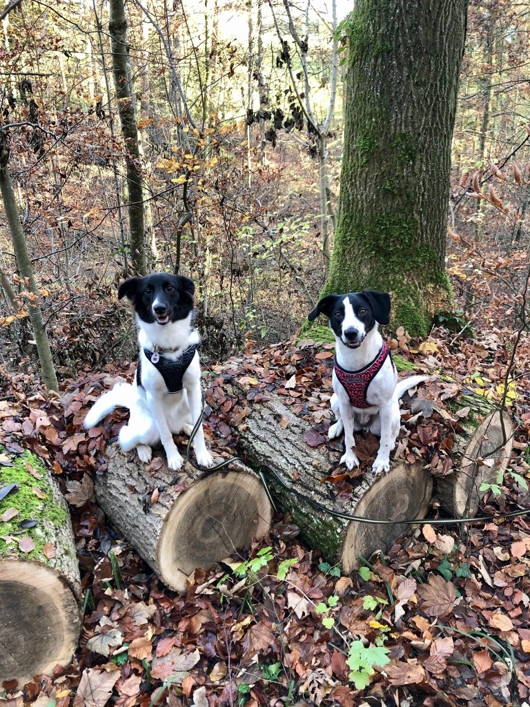 Bonny und Chipsi