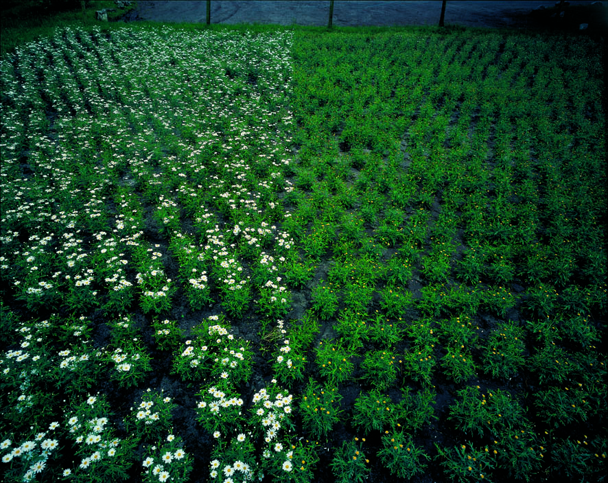 Ursula Neugebauer I von Herzen, mit Schmerzen 2000 I Photographie, 3000 Margeritenstauden auf einem Feld von 200qm mit abgezupften Blütenblätter,  60 cm x 80 cm, Edition 3