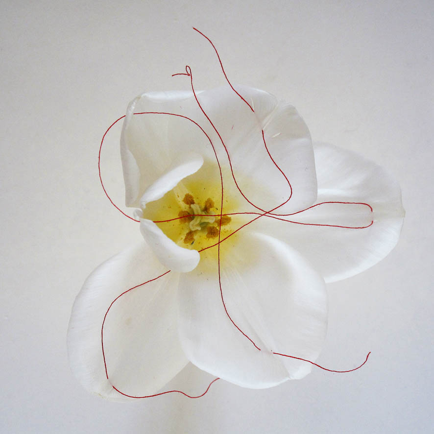 Ursula Neugebauer I bondage  2011 I Blütenblätter weißer Tulpen, vernäht mit rotem Faden, Photographie, je 40 cm x 40 cm, Edition 3