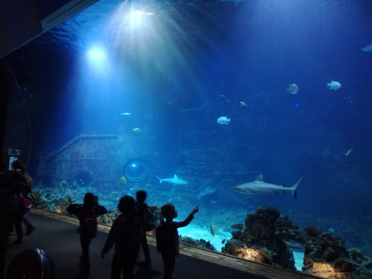 Vorschulklasse im Tropenaquarium