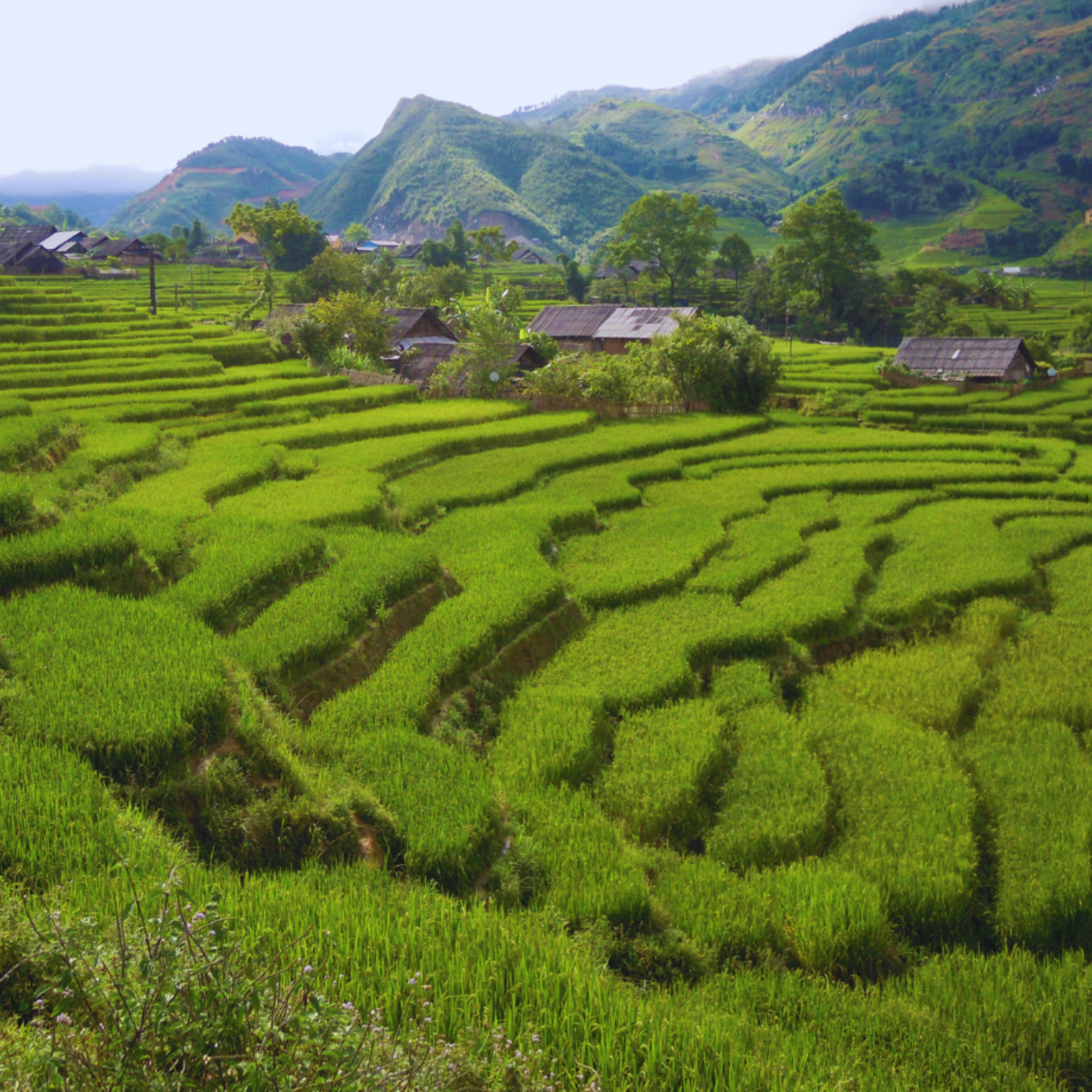 ASIA