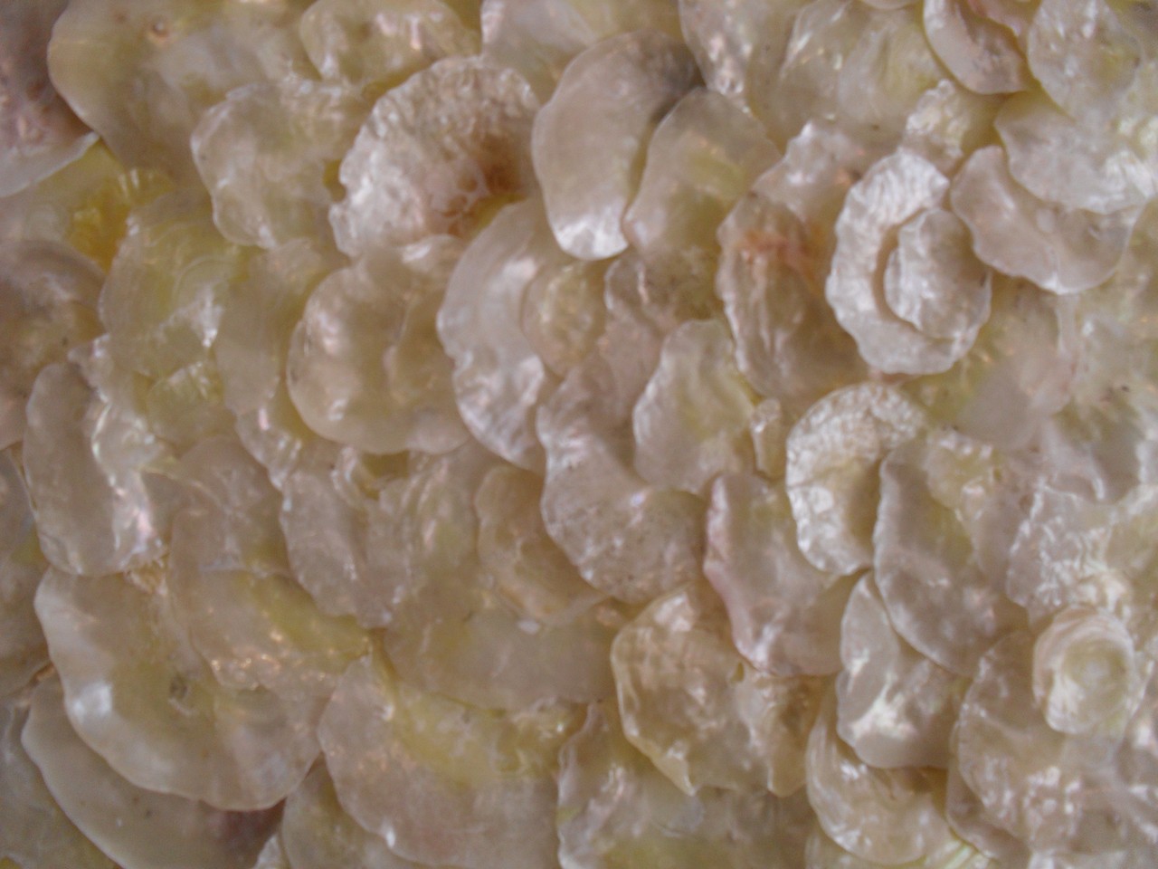 nacre.barre, zoom5 - tableau coquillage