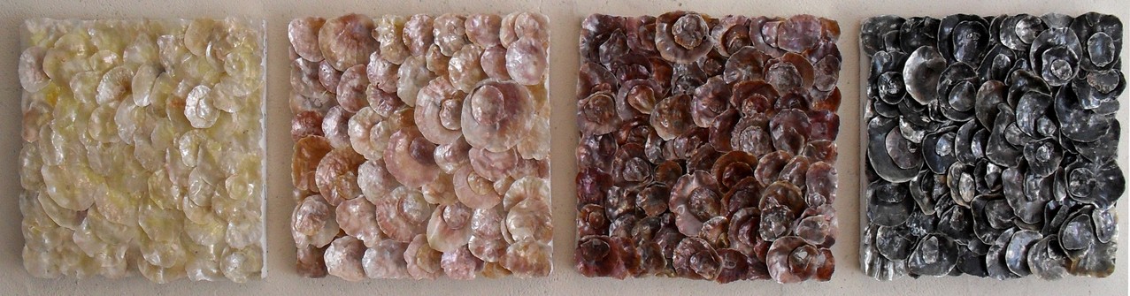 nacre.barre, vue face2 - tableau coquillage