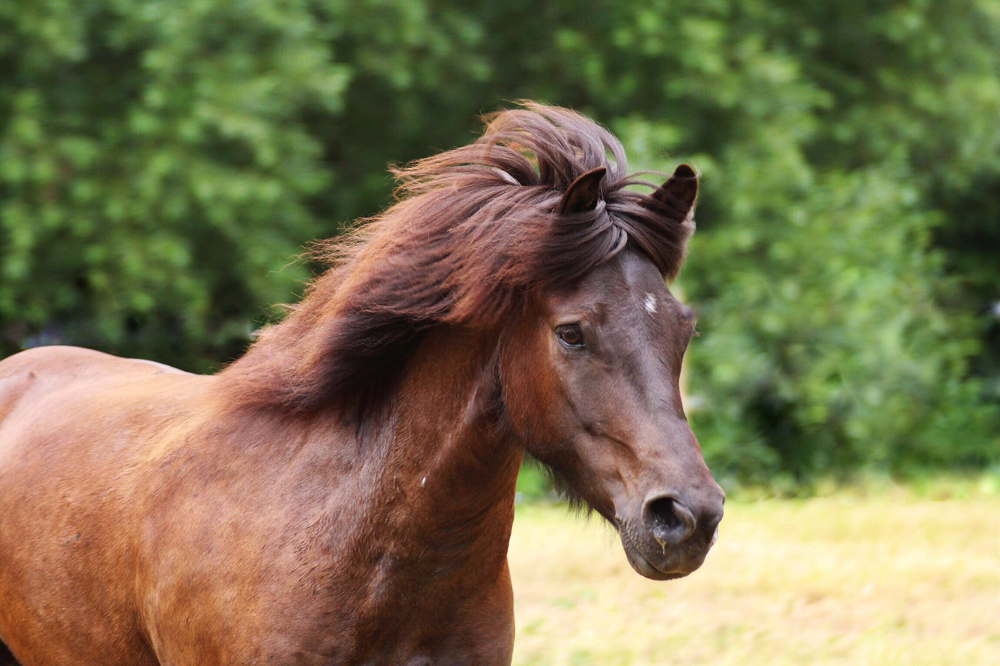 Myndill vom Wiedenhof (Foto: Denise Funk)