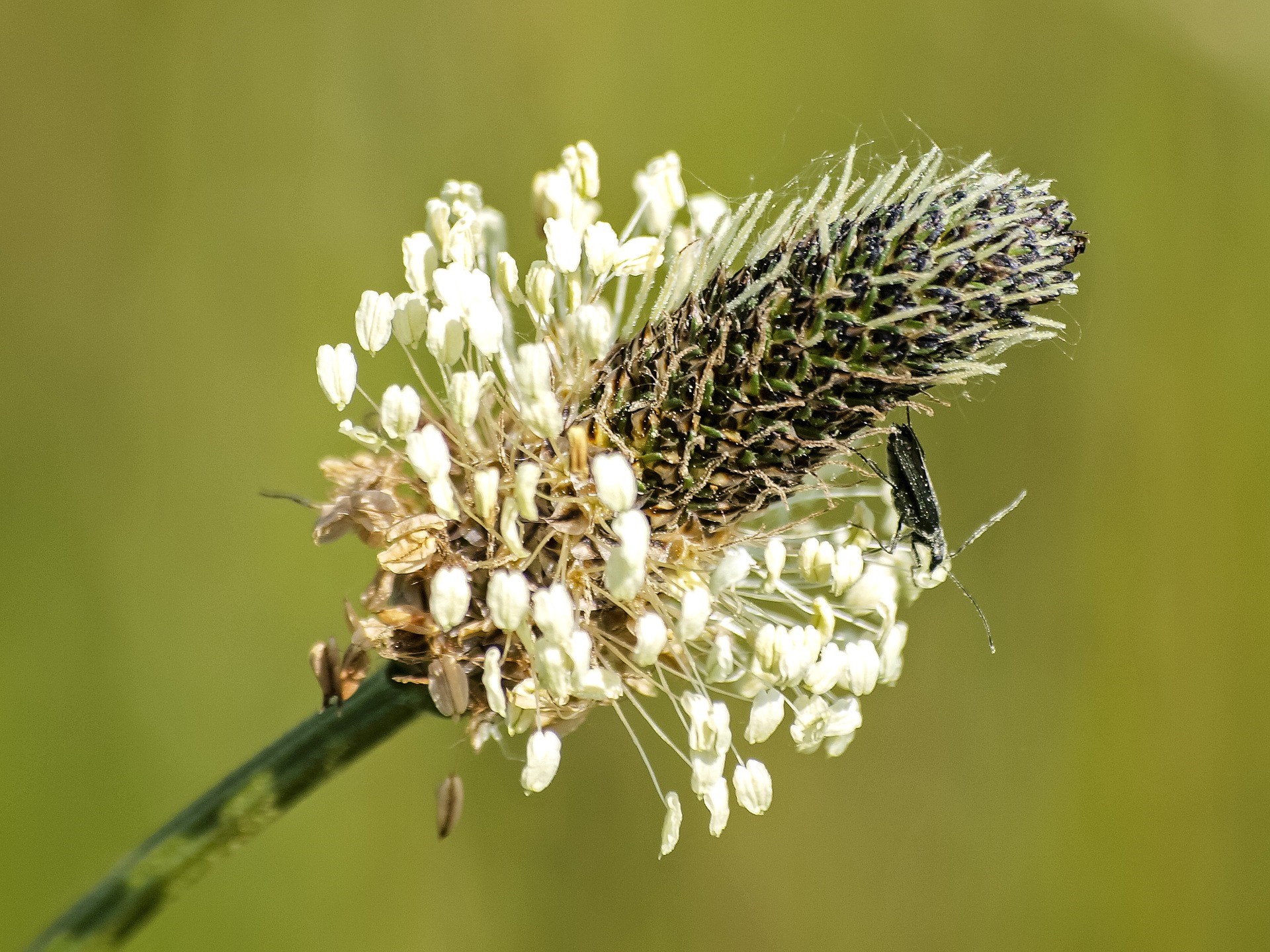 belle fleur de plantain