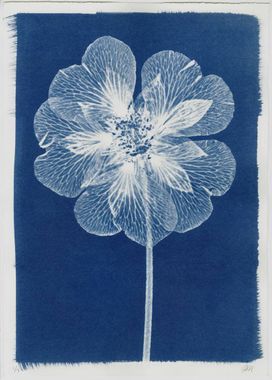 Réalisation d'un cyanotype : illustration botanique