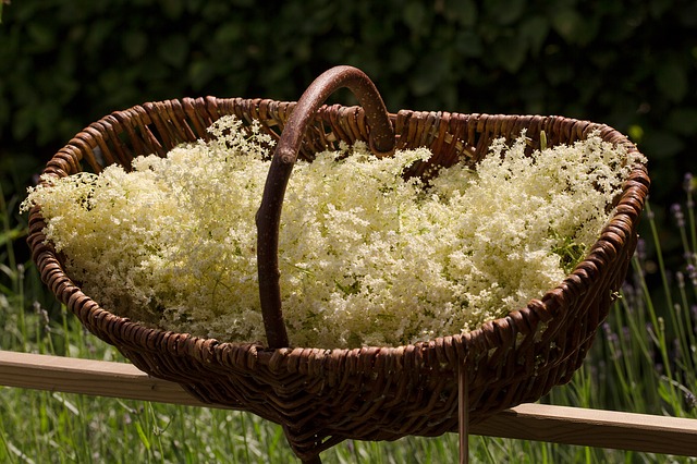 cueillette de fleur de sureau