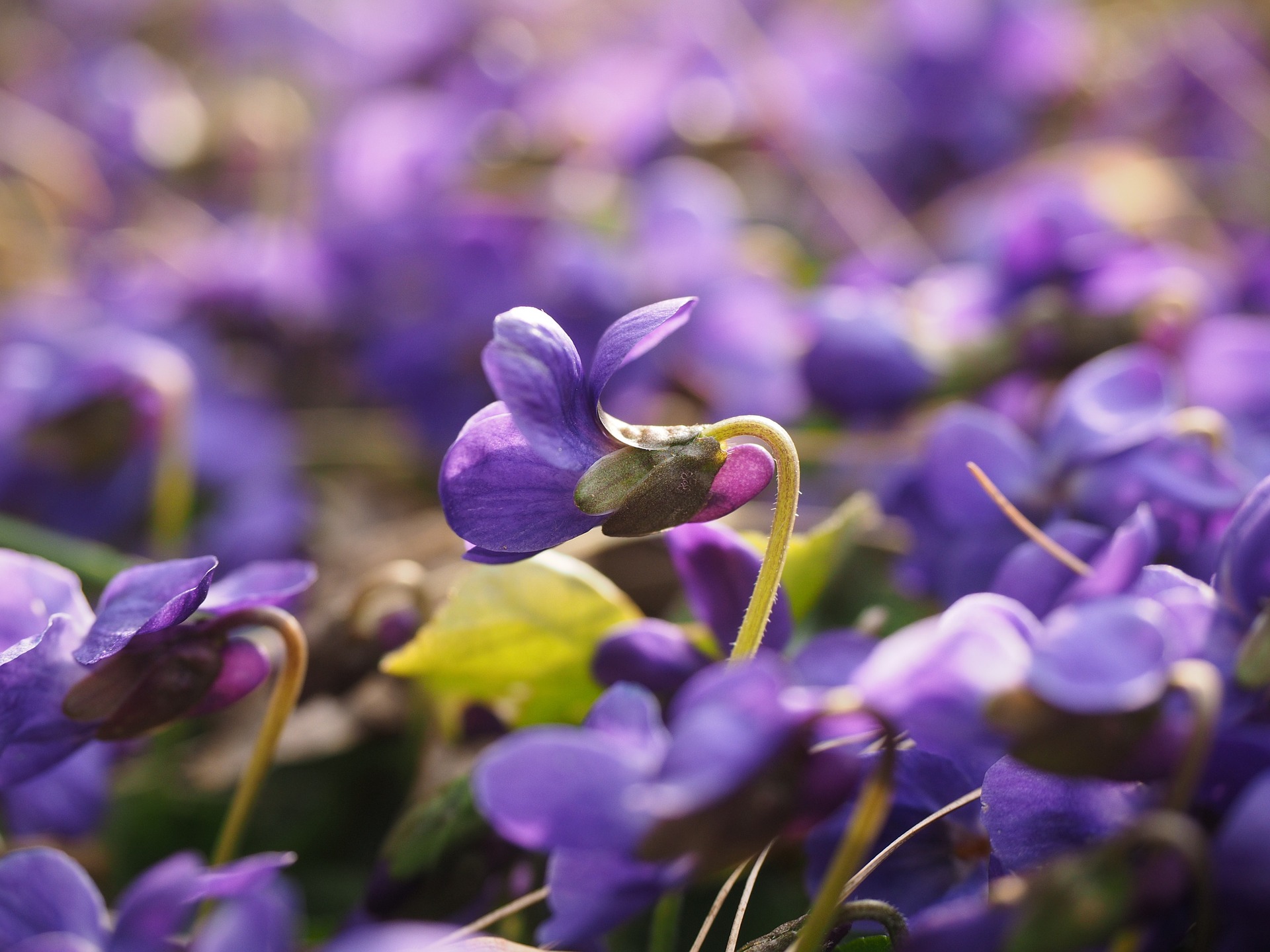 violette odorante