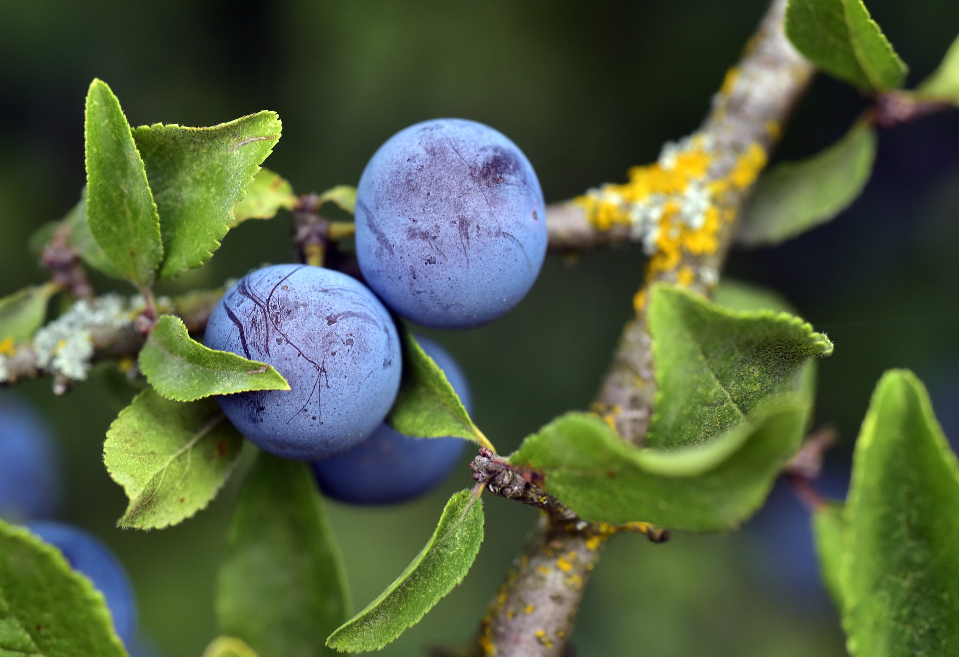 Le prunellier , prunus spinosa