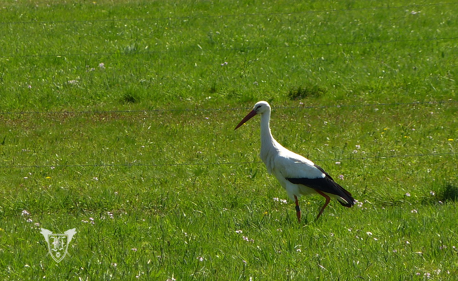 Weißstorch Foto: Jörg Ossenbühl