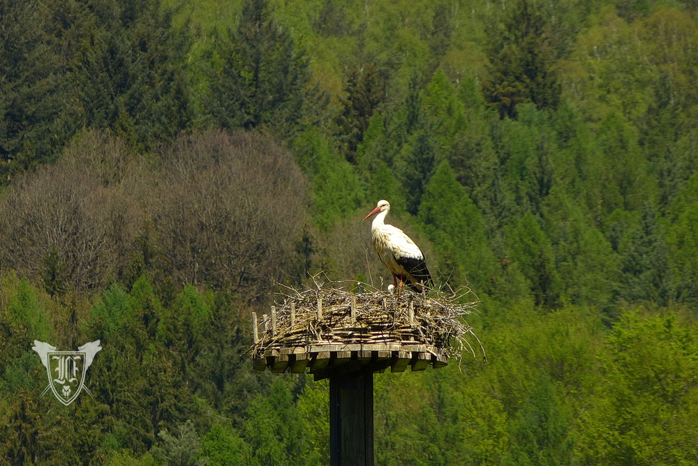 Weißstörche Foto: Jörg Ossenbühl