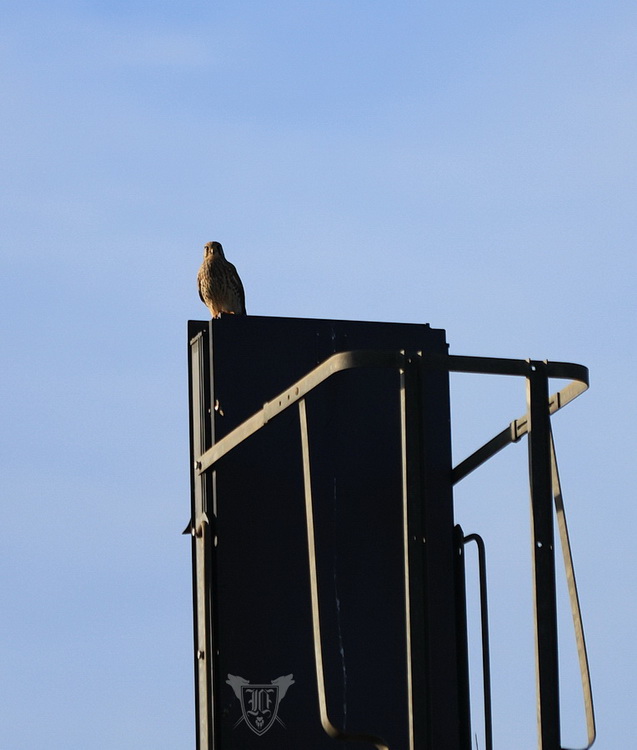 Turmfalke Foto: Jörg Ossenbühl