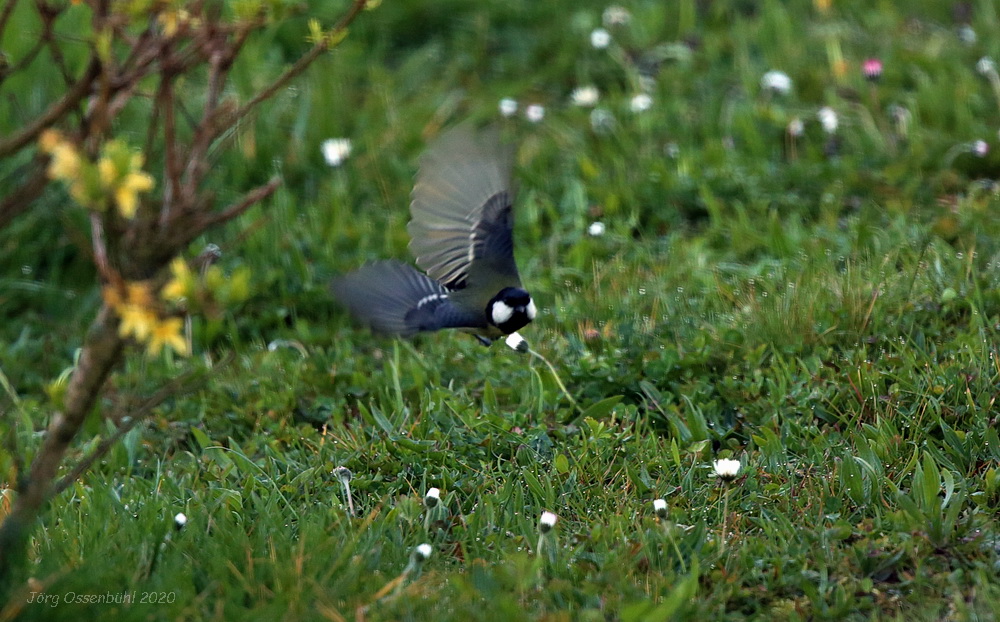 Kohlmeise im Flug Foto: Jörg Ossenbühl