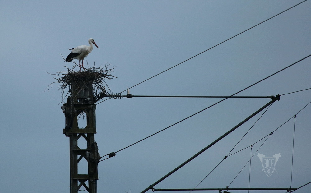 Weißstorch beim Nestbau am Bahndamm Foto: Jörg Ossenbühl