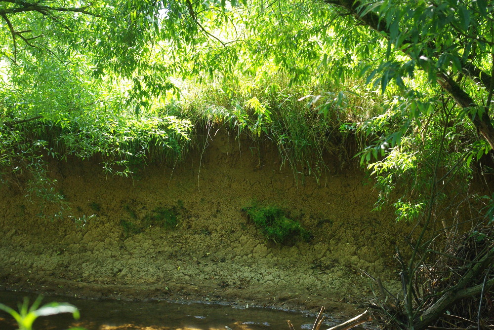 Steilufer an der Salz - Wohnplätze für Eisvögel