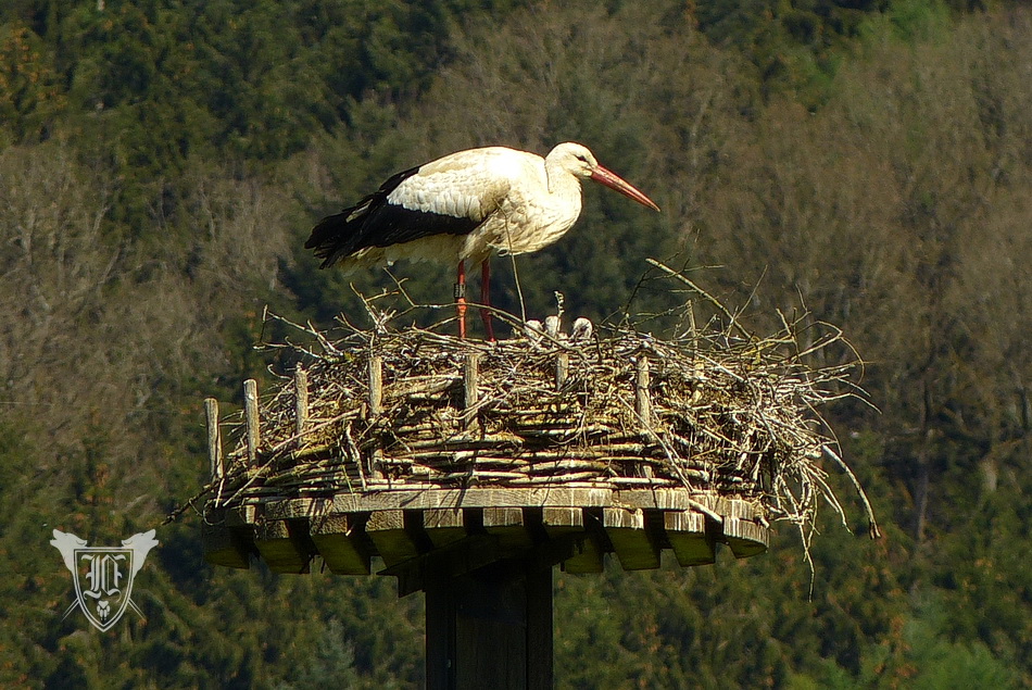 Weißstörche Foto: Jörg Ossenbühl