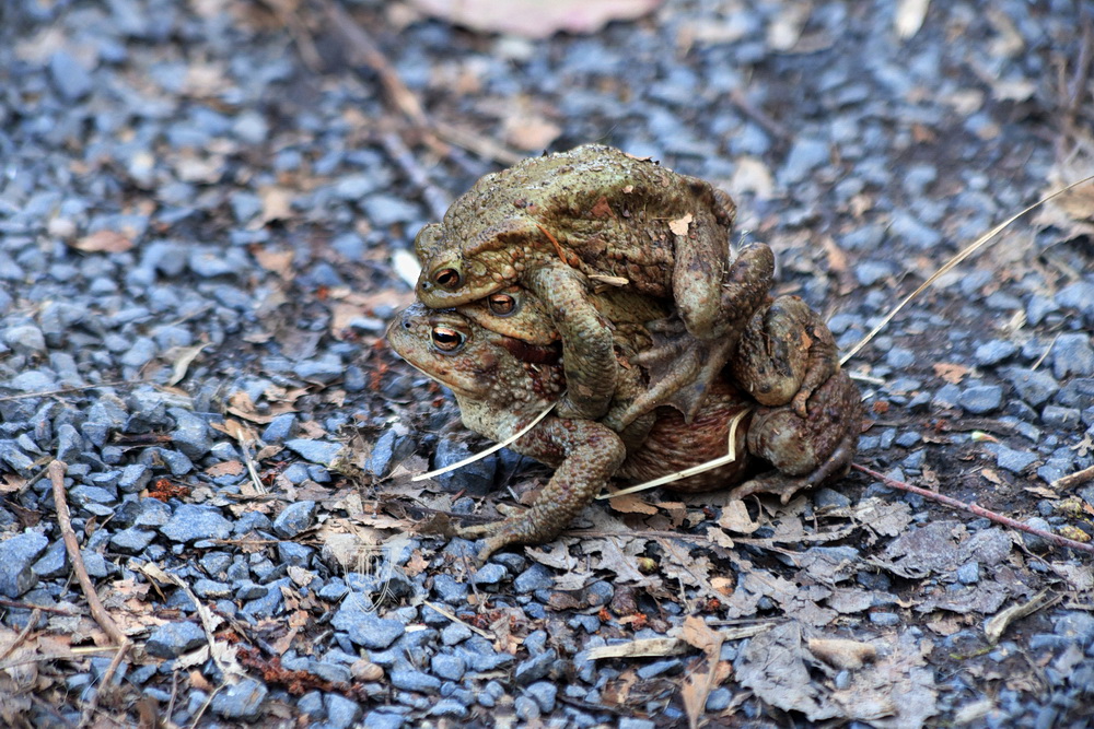 Erdkrötenweibchen und zwei Männchen Foto: Jörg Ossenbühl