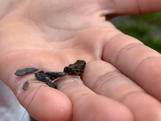 kleine Erdkröte auf der Hand Foto: Laurenz Baumann