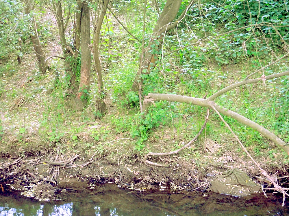 Biberspuren an der Salz