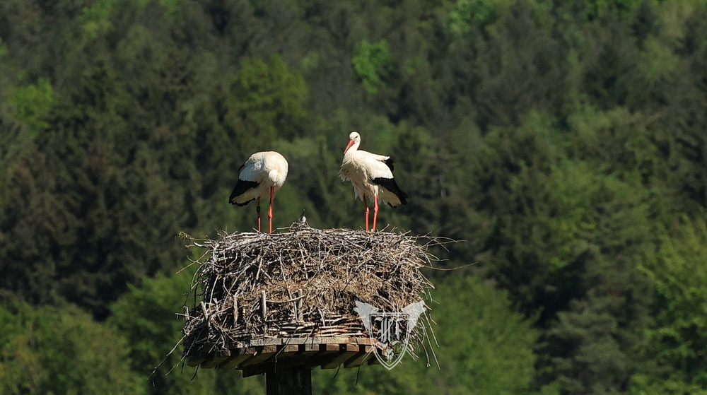 Weißstörche mit Nachwuchs Foto: Jörg Ossenbühl