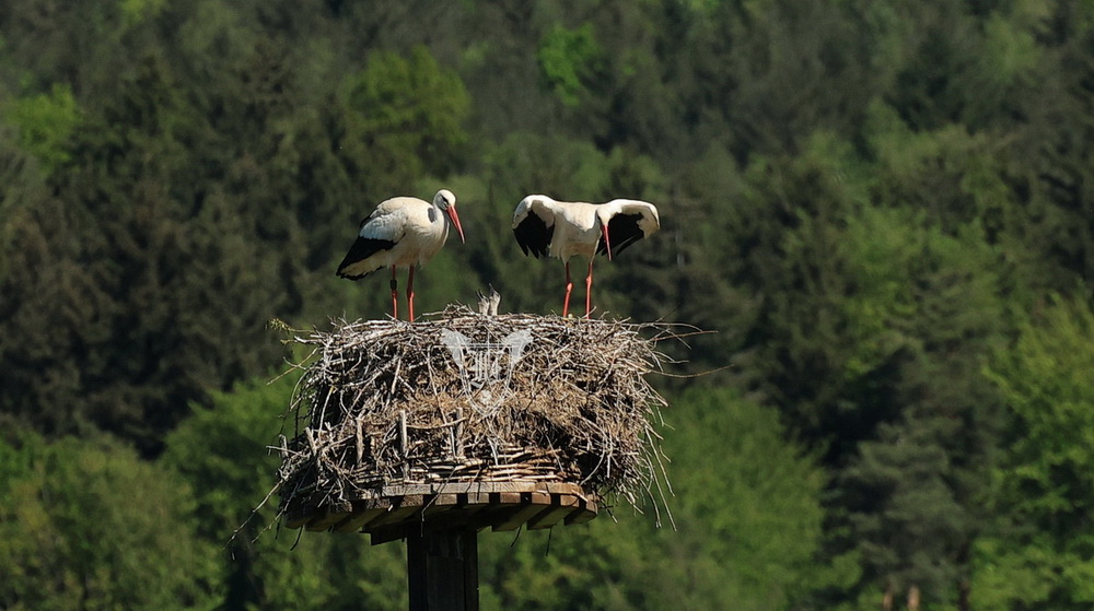 Weißstörche mit Nachwuchs Foto: Jörg Ossenbühl