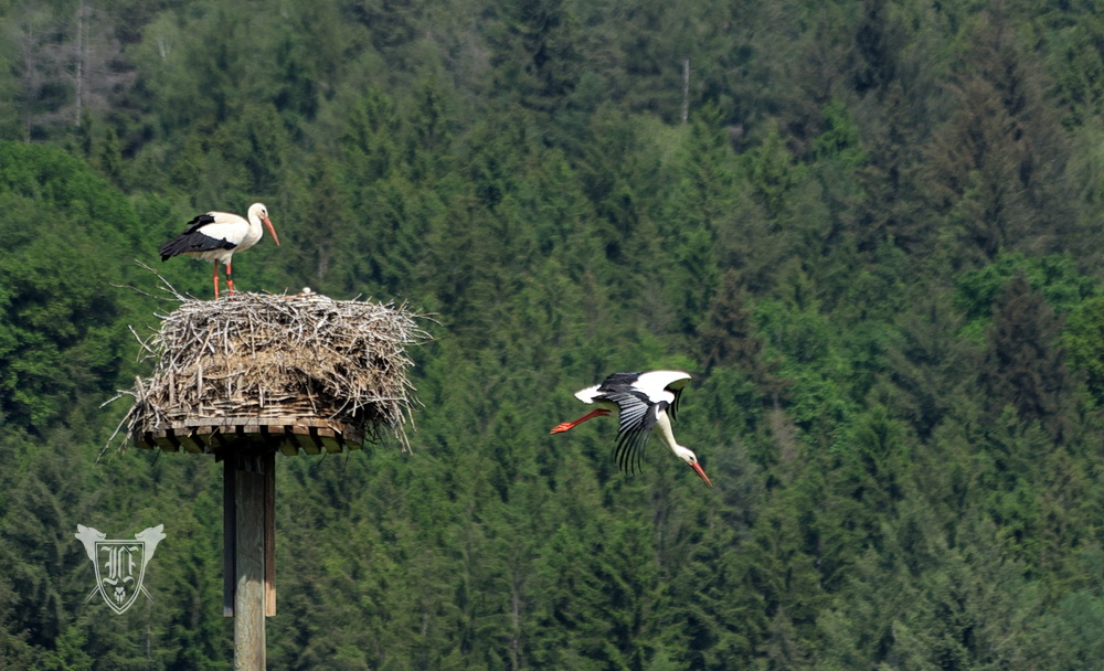 Weißstörche Foto: Jörg Ossenbühl