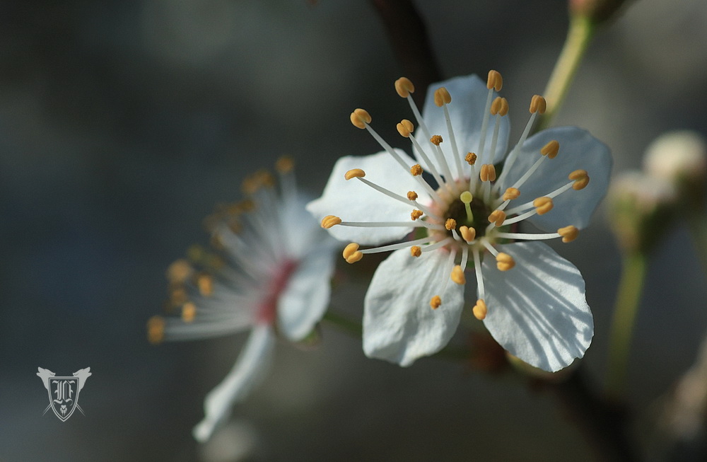 Schlehdornblüten Foto: Jörg Ossenbühl