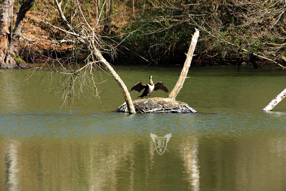 Kormoran Foto: Jörg Ossenbühl