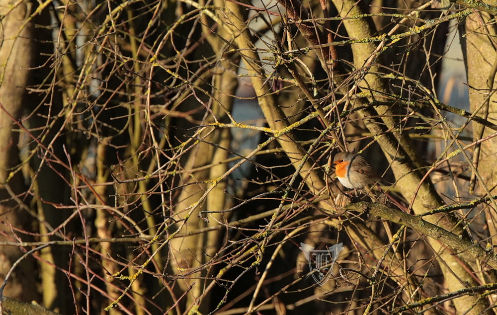 Rotkehlchen Foto: Jörg Ossenbühl