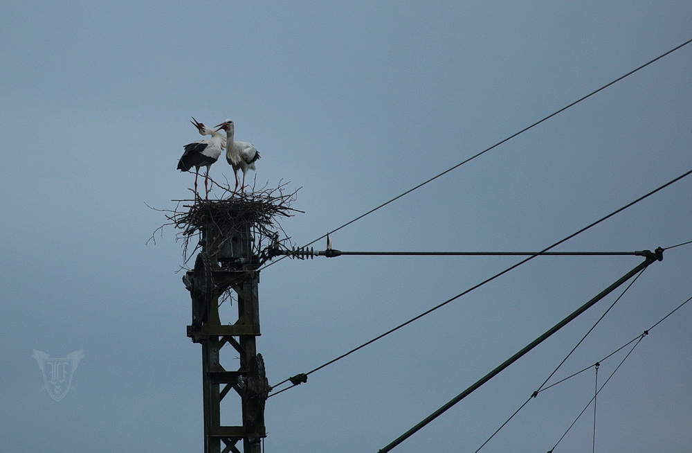 Weißstörche beim Nestbau am Bahndamm Foto: Jörg Ossenbühl
