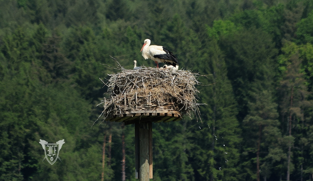 Weißstörche Foto: Jörg Ossenbühl