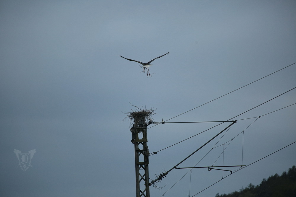 Weißstorch beim Nestbau am Bahndamm Foto: Jörg Ossenbühl